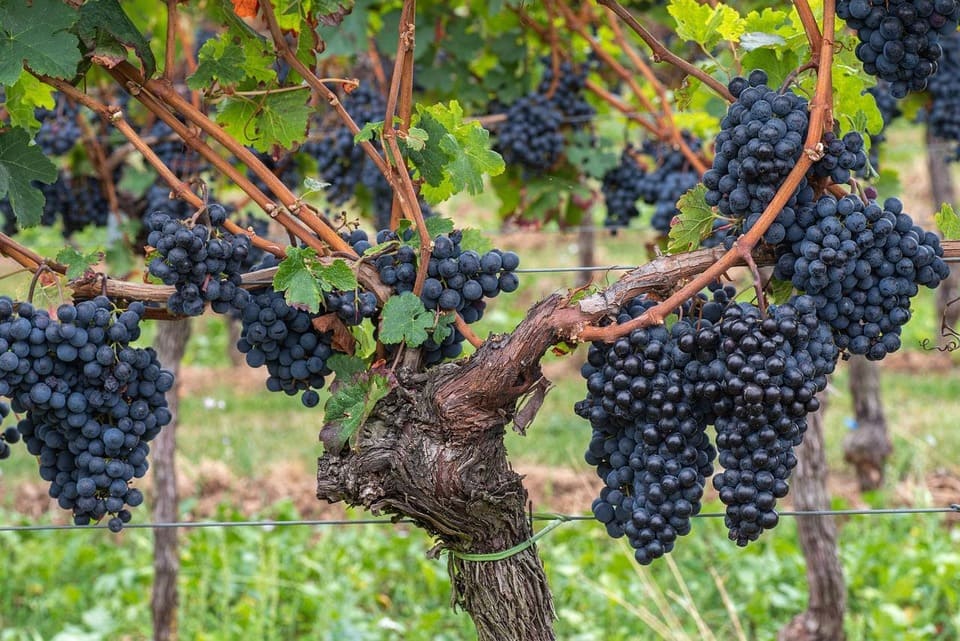 Vinyes de catalunya amb raím negre de proximitat i de km-0