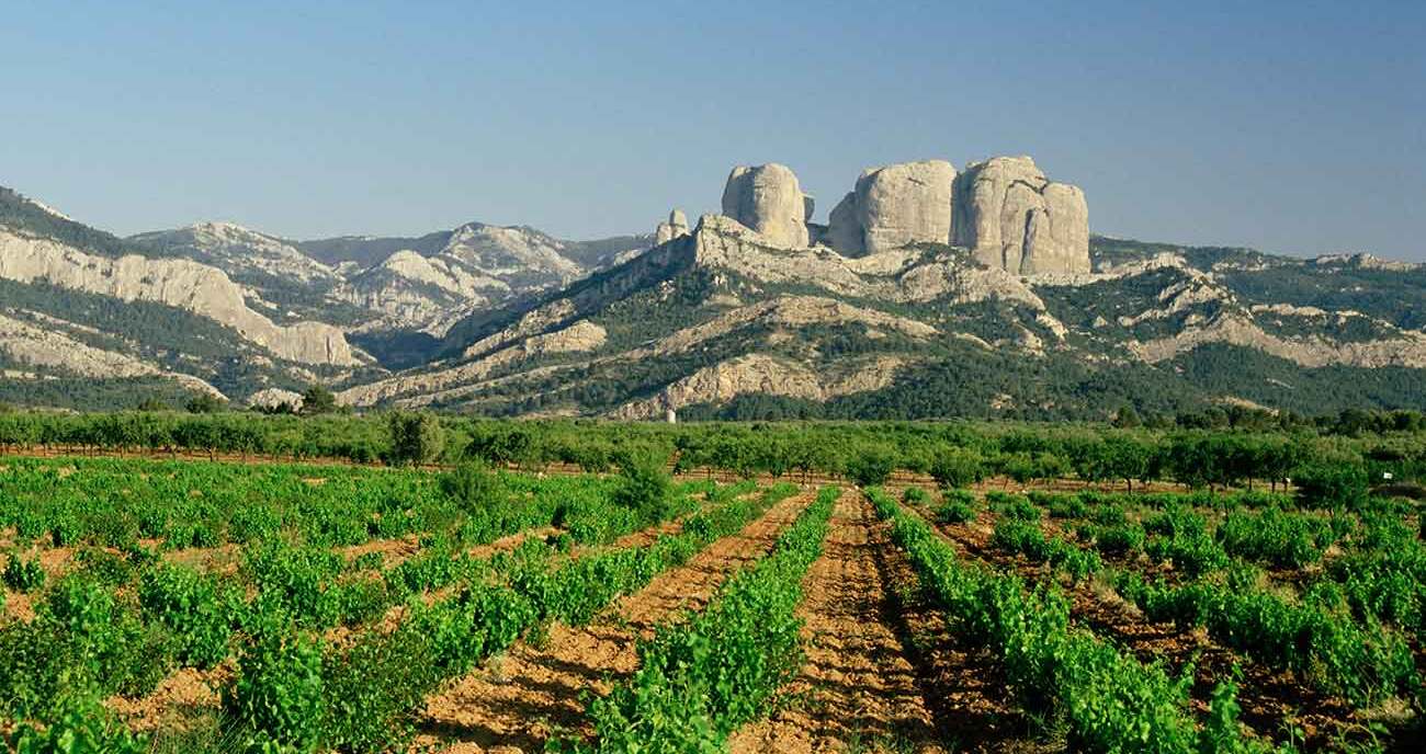 Vinyes de productes de la terra alta per lots de nadal