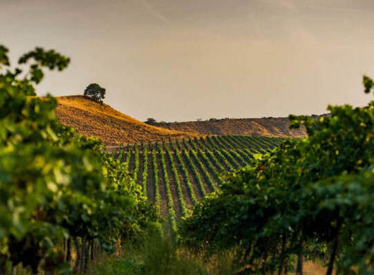 Camp de plantació de vines a la zona de lleida desde la furgoneta de lots de nadal de rebost català