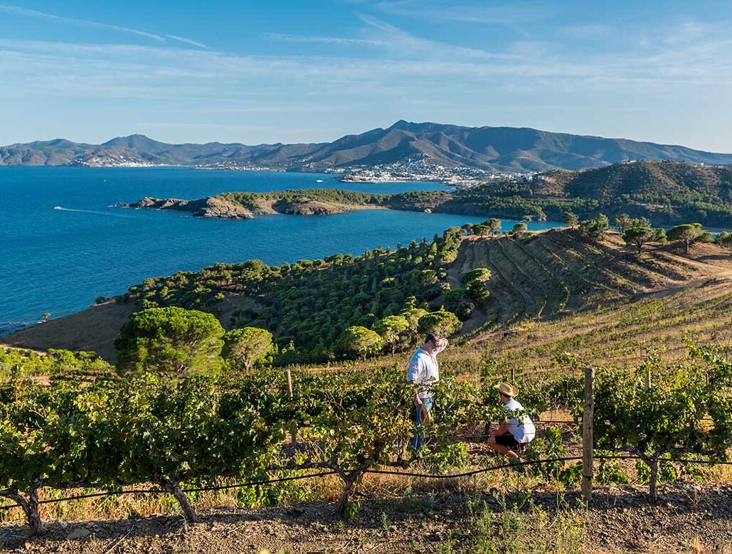 Vinyes de la DO Empordà a Catalunya