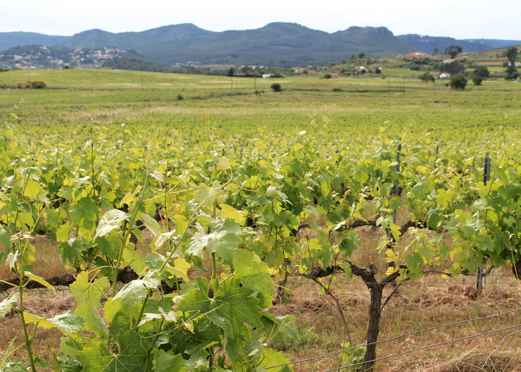 Camp de vinya verda del penedès a Catalunya