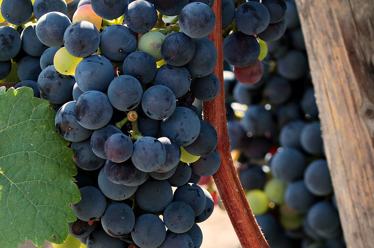 Raïm de les vinyes de Falset i de la DO Priorat prop de Rebost Català